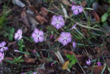 「やまとなでしこ」の名でも親しまれる，カワラナデシコの花が見ごろを迎えていました。