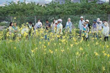 そろそろ薄暗くなってきたところで，ちょうど見ごろを迎えたユウスゲ植栽地に到着。