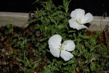 気が付くと，ツキミソウが純白の花をすっかり開花させていました。開花直後は白いのですが，明け方にしぼむ頃には赤色に変化します。