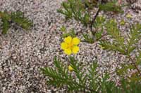 17日：カワラサイコの花