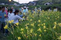 26日：植物園を楽しむ会（ユウスゲで夕涼みを楽しむ）