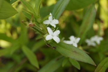 帰化植物ですが，アカネ科のメリケンムグラが小さな白い花を咲かせていました。カーペット状にどんどん増えていくので，かわいい花だからと言って，油断はできません。