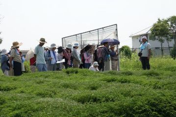 カワラケツメイがずいぶん大きくなって，そろそろ花が咲きそうになっています。ツマグロキチョウの発生を期待しているのですが，なかなか姿を見せてくれません。