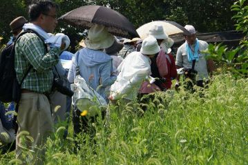 キキョウの少し南に，本日のお題の植物が咲いていました。