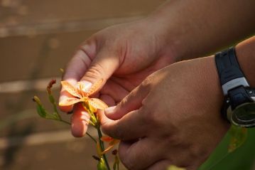 アヤメとは似ていないように思える花ですが，花の構造をよく観察してみると，アヤメとの共通点も見えてきます。