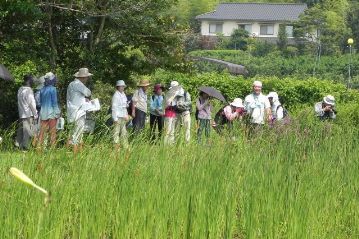 池の北西側に移動。少しだけ木陰もありますが，植物を観察するには日向にでなければなりません。