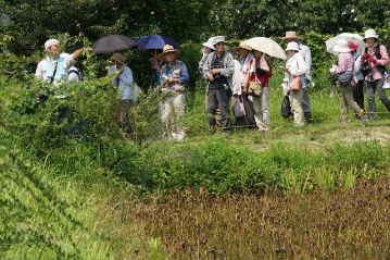 池の中で群生しているミツガシワは，この時期には葉が茶色く枯れています。全体が枯れているわけではなく，泥中の茎は生きていて，秋になって涼しくなると，再び葉を展葉します。