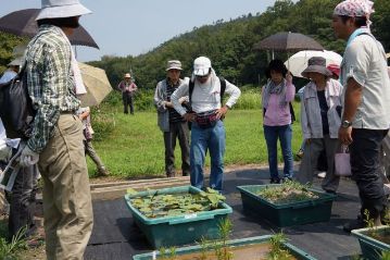 水生植物の栽培場に移動。今年，種から発芽させた大賀ハスがすっかり大きくなっています。