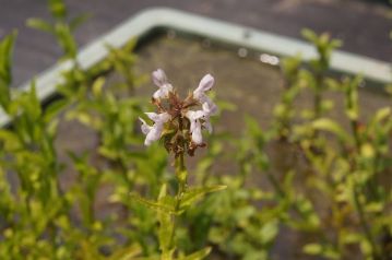 こちらも岡山県の準絶滅危惧，イヌゴマの花。今年はどうも肥料が少なかったのか，あまり花付きがよくありません。