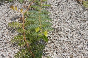 こちらは環境省では絶滅危惧ⅠB，岡山県でも絶滅危惧Ⅰ類となっている，ハマビシの花。日本ではハマビシ科の植物は本種のみです。