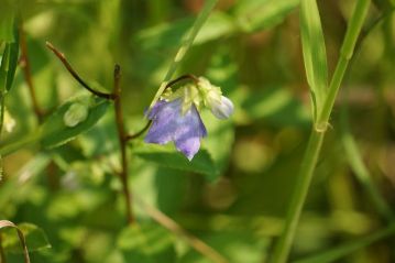 池のふちの茂みの中には，今年初めてのヤチシャジンの花が咲いていました。本来はもう少し早く咲き始めるはずなのですが，梅雨頃にバッタ類に茎をかじられてしまい，花が遅れてしまいました。