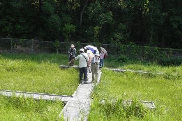 湿地の木道の上から，湿地の中にある花が咲いているのを見つけました。