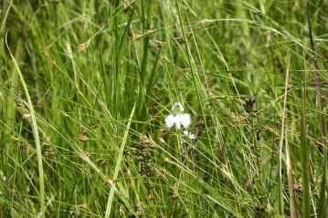 こちらも，今年初めてのサギソウの花。一輪だけが湿地の中央のあたりで咲いていました。