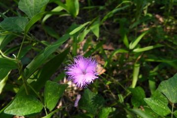 先月，夕闇迫るなかで観察したカワラナデシコの花がまだかなり咲き残っていました。