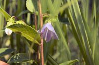 11日：ヤチシャジンの開花