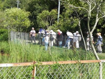 湿地エリアに行く途中で、止まって温室エリアの池をみんなで覗き込むと…。池の表面に赤褐色のものが。