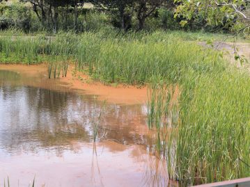 赤色だけど“ミドリ”ムシの仲間で夕方になると緑色に変化する、「アカマクミドリムシ」です。