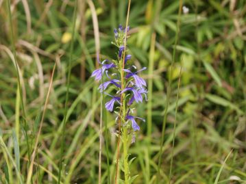 サワギキョウの花が咲き始めていました。花の構造も面白いのですが、それについては来月の「楽しむ会」のお楽しみ…。