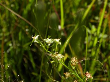 先月の「楽しむ会」でも観察できた、絶滅危惧植物のミズトンボが咲き残っていました。