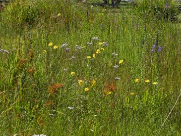 キク科のスイランの黄色、サワヒヨドリの白、サワギキョウの紫、アブラガヤの茶色…これからだんだんと湿地が秋色になっていきます。