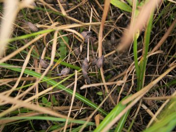 木道わきのススキの根元に、本日のお題の植物、ナンバンギセルの果実になった株がありました。水分が多い環境なので、少し早めに開花した株です。