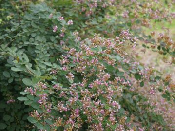 散策路のわきでは秋の七草のひとつ、萩の花の仲間のツクシハギの花が満開になっていました。