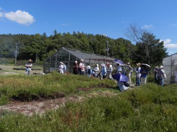 「はま茶」の材料になる、カワラケツメイの植栽場所。写真左はカワラケツメイを食草とする絶滅危惧種のチョウ、ツマグロキチョウのための栽培スペースです。