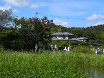 ちょっと思い出したことがあったので、カワラケツメイの収穫を中断して池の北側に移動。