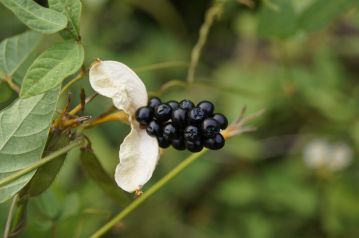 先月、観察した植物、ヒオウギの果実がはじけて「ぬばたま」と呼ばれる黒い種子が姿を見せていました。