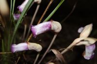 2日：ナンバンギセルの花（湿地エリア）