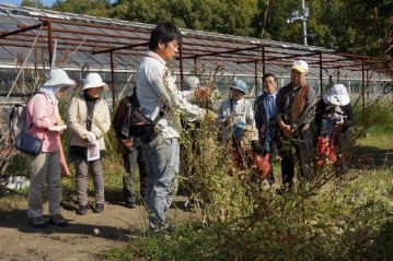 こちらは絶滅危惧種，イヌハギです。花はもうありませんが，ちょうど種ができていました。イヌハギは花が咲いた後にできる果実と，閉鎖花（閉じたまま自家受粉する花）にできる果実があります。