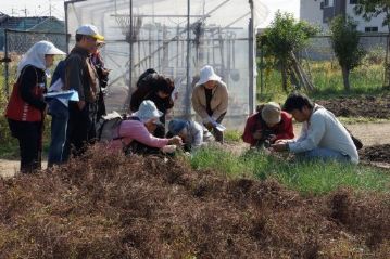 すっかり枯れてしまったカワラケツメイの隣で，花が咲いている植物がありました。