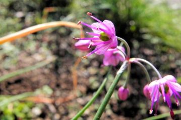 ラッキョウの花がちょうど咲いていました。良く似ているアサツキは春咲きですが，ラッキョウや湿地に咲くヤマラッキョウは秋咲きです。