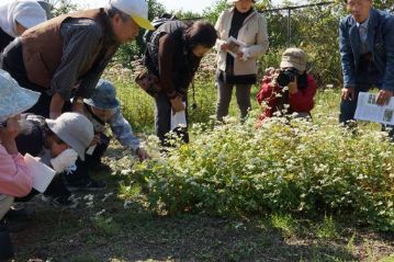 こちらはソバの仲間で帰化植物のシャクチリソバ。カシミール地方などが原産とされますが，栽培のソバと違って，多年草です。 