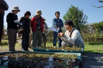 こちらもすっかり花が終わったミズアオイ。果実は種子を運ぶため，花茎からぽろっと落ちて水に浮いて流れていき，やがて花のように開いて種を水中に散布します。