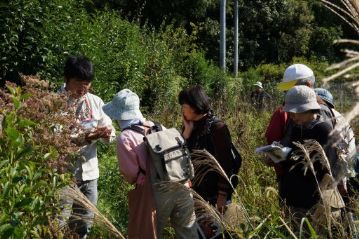 こちらは本物のフジバカマ。アメリカフジバカマより大きく，葉の形も違います。こちらはちょうど種ができていました。