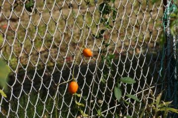 フェンスの金網には朱色に色づいたカラスウリの実がぶら下がっていました。