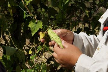 同じく金網に絡んでいたつる植物の果実。できそこないのゴーヤではありません。ガガイモ科のガガイモの若い果実です。