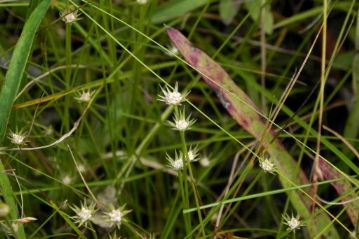 ホシクサ科のシロイヌノヒゲ。「干し草」ではなくて「星草」です。近くにはカヤツリグサ科のコイヌノハナヒゲも生えていました。名前が似ていてややこしい？