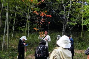 湿地エリアの奥では，カキノキが紅葉していました。ちょうど横に葉が枯れても落ちないヤマコウバシの木があったので，落葉と紅葉の仕組みについて解説中。