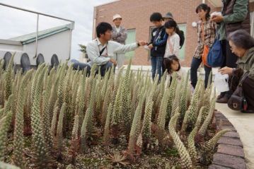 希望される方には子株を少しお分けしました。花が咲くのは来年になるでしょうか，再来年になるでしょうか。