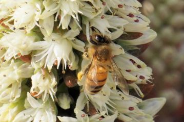 足に花粉団子をつけているのが分かります。おなかも若干膨らんでいるようで，花の蜜もため込んでいるのでしょうか。