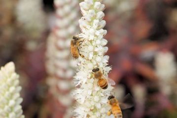 セイヨウミツバチは野生のものはいないので，半径4kmの範囲のどこかに巣箱があることになります。飼っている人に「今日の蜜はツメ“レンゲ”蜜ですよ！」と教えてあげたくなります。