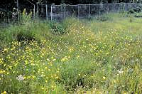 9日：湿地一面に咲くスイランの花