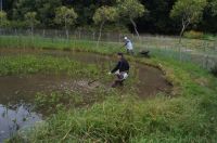18日：温室エリア池のミツガシワ堀り上げ作業