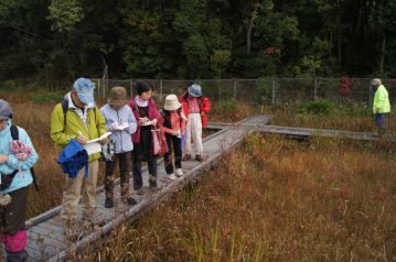 湿地の木道の上から、ヤマラッキョウやリンドウのほか、咲き残ったスイランやサワギキョウの花などを観察。