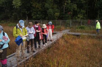 湿地の木道の上から、ヤマラッキョウやリンドウのほか、咲き残ったスイランやサワギキョウの花などを観察。