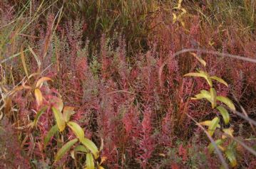 真っ赤に色づいたミソハギ。このように晩秋に色づいた草を指して「草紅葉（くさもみじ）」と言います。