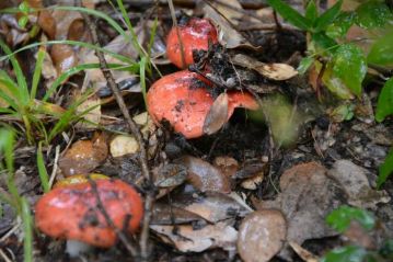 イロハモミジの真っ赤な紅葉は今一歩でしたが、代わりに赤いものをいろいろ見つけました。これは（たぶん）シュイロハツ。