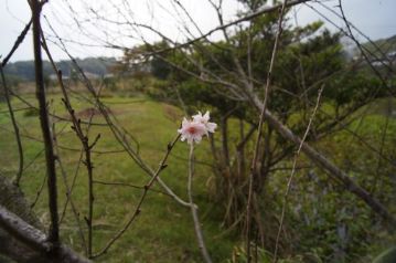 雨が強くなったので紹介しそびれた、温室の外では、コヒガンザクラ“クマガイ”（八重の園芸種）が狂い咲きをしていました。
